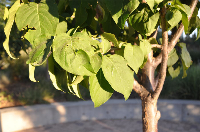 Plant photo of: Syringa reticulata 'Ivory Silk'