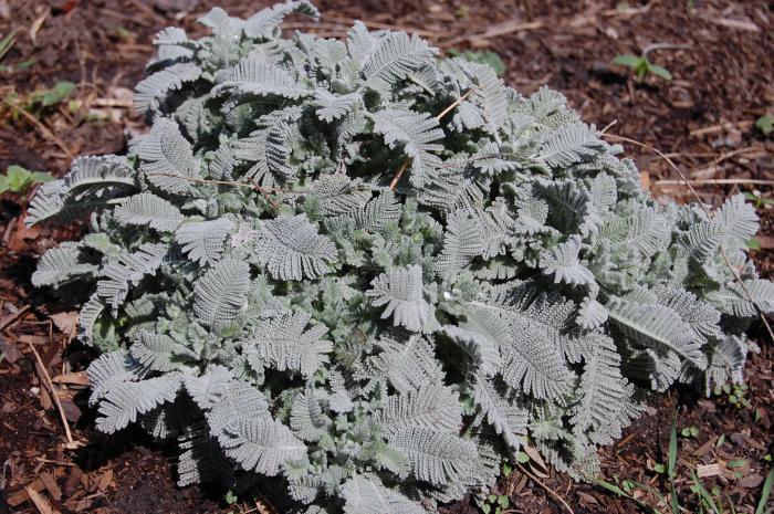Plant photo of: Tanacetum densum spp. amani