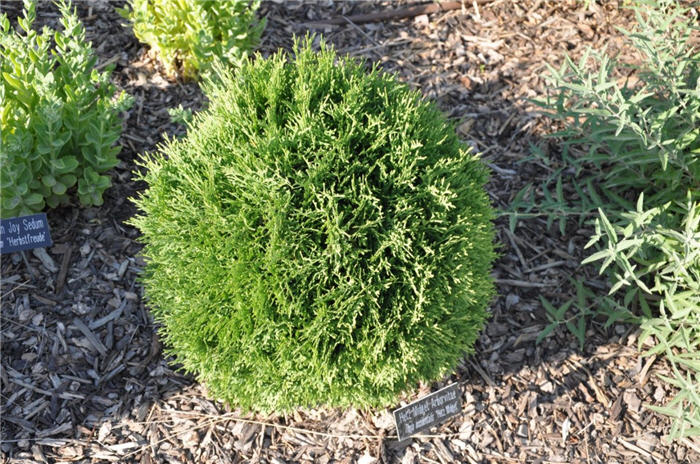 Plant photo of: Thuja occidentalis 'Hetz Midget'