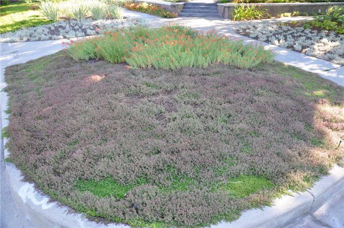 Plant photo of: Thymus serpyllum coccineus