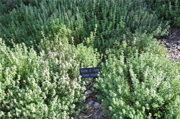 Plant photo of: Thymus serpyllum