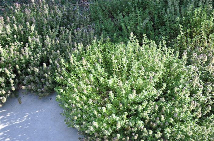 Plant photo of: Thymus serpyllum