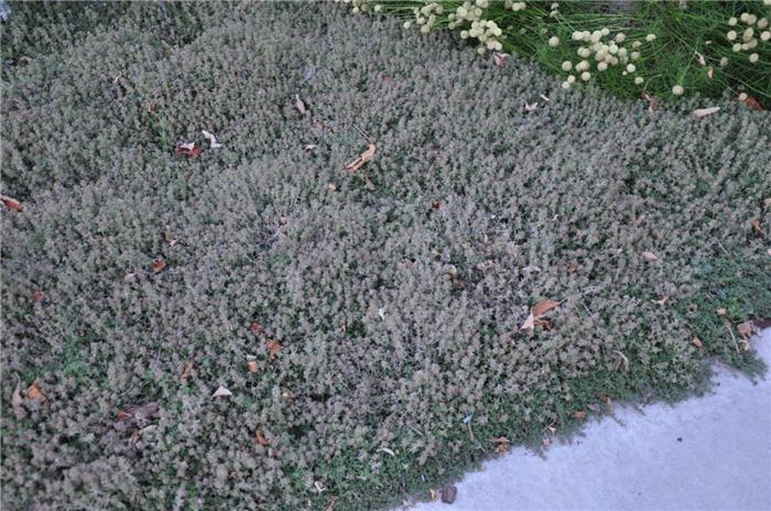 Plant photo of: Thymus serpyllum 'Pink Chintz'