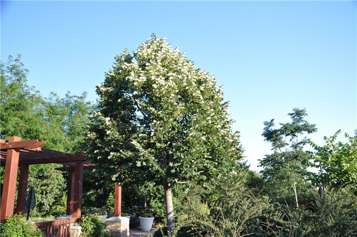 Plant photo of: Tilia tomentosa 'Sterling'