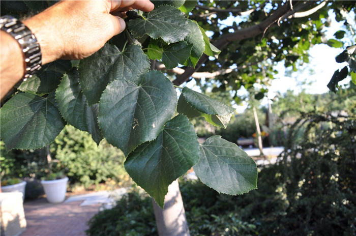 Plant photo of: Tilia tomentosa 'Sterling'
