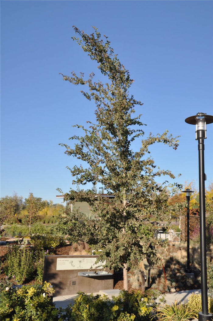 Plant photo of: Ulmus parvifolia 'Emer ll'