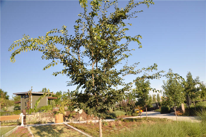 Plant photo of: Ulmus 'Morton'