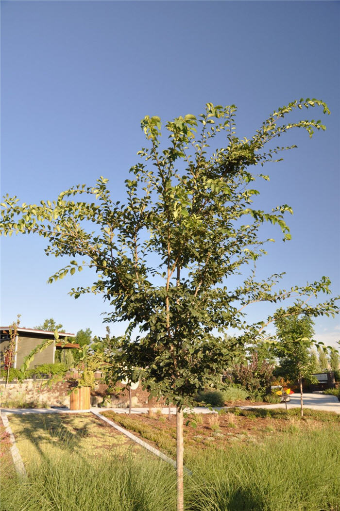 Plant photo of: Ulmus 'Morton'