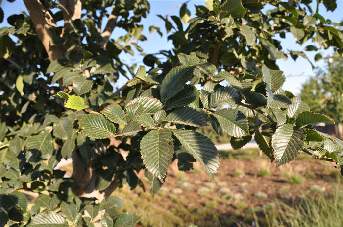 Plant photo of: Ulmus 'Morton'