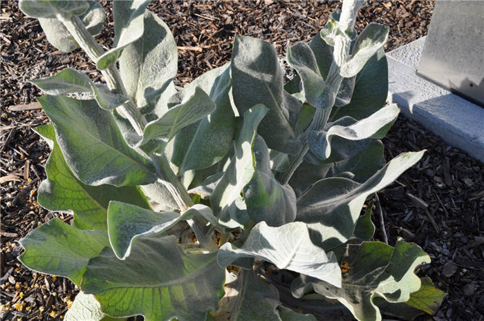 Plant photo of: Verbascum bombyciferum
