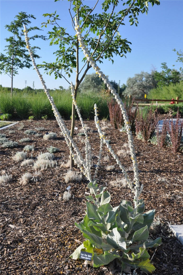 Plant photo of: Verbascum bombyciferum