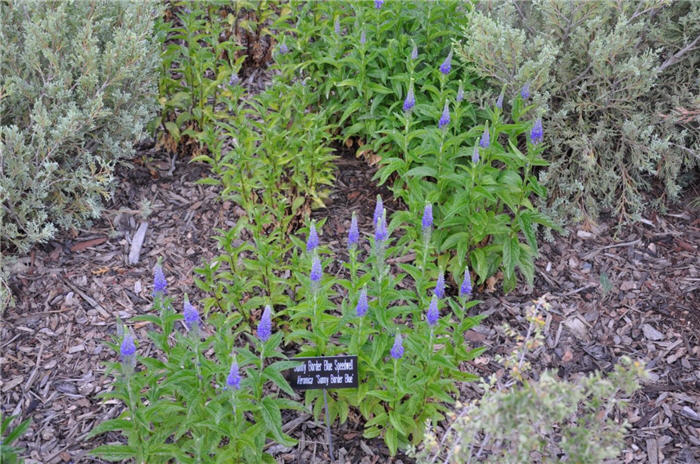 Plant photo of: Veronica 'Sunny Border Blue'