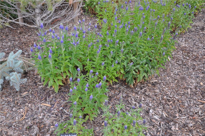 Plant photo of: Veronica 'Sunny Border Blue'