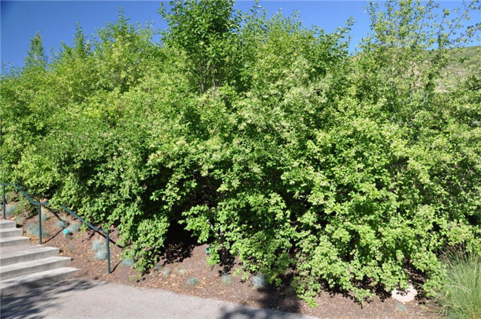 Plant photo of: Viburnum prunifolium