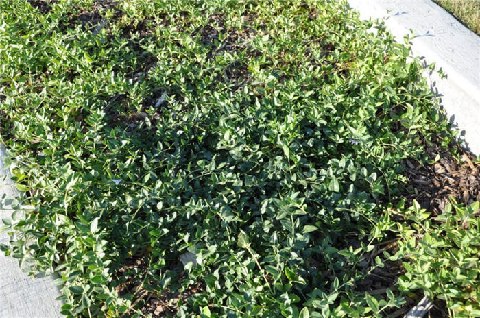 Plant photo of: Vinca minor 'Bowles'