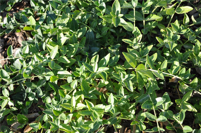 Plant photo of: Vinca minor 'Bowles'