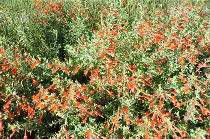 Plant photo of: Zauschneria garrettii 'Mountain Flame'