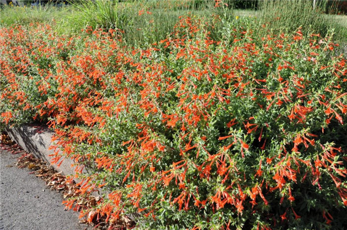 Plant photo of: Zauschneria garrettii 'Mountain Flame'