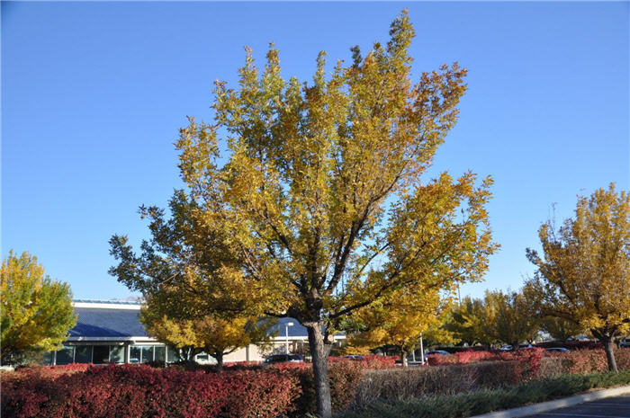 Plant photo of: Zelkova serrata 'Schmidtlow'