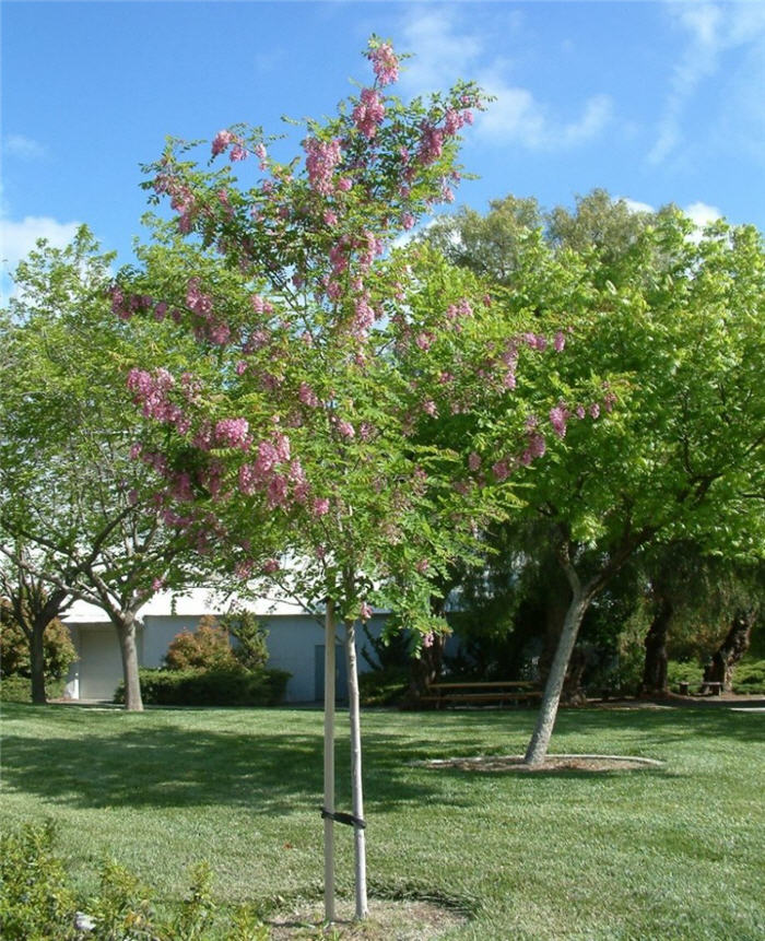 Plant photo of: Robinia pseudoacacia 'Purple Robe'