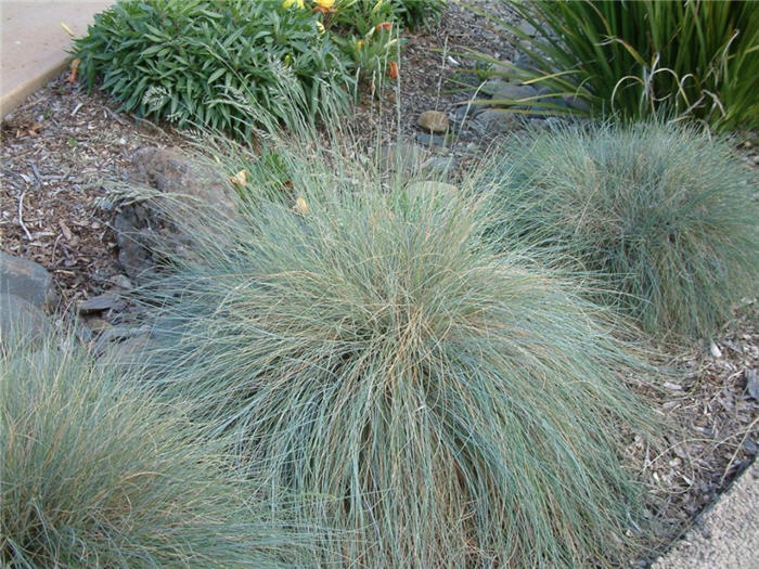 Plant photo of: Festuca ovina glauca