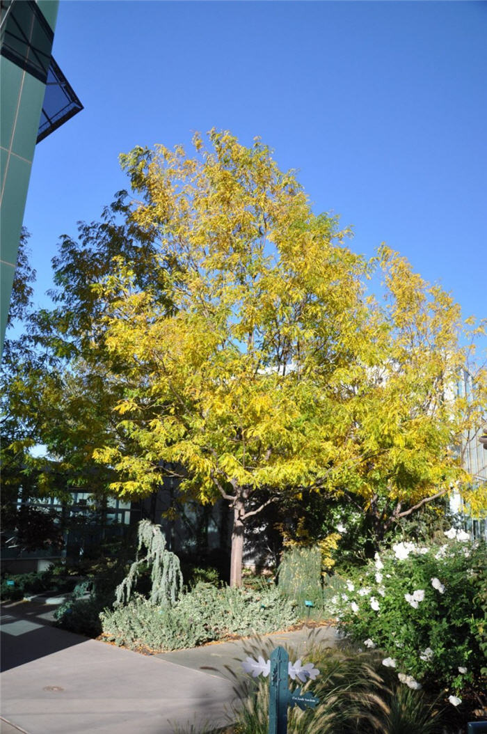 Plant photo of: Gleditsia triacanthos 'Sunburst'