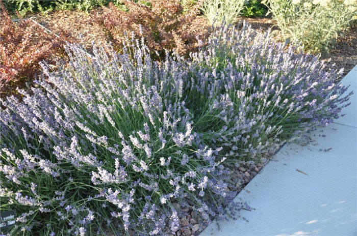 Plant photo of: Lavandula angustifolia 'Lavance Purple'