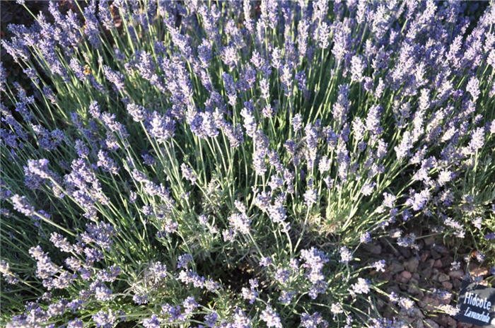 Plant photo of: Lavandula angustifolia 'Lavance Purple'