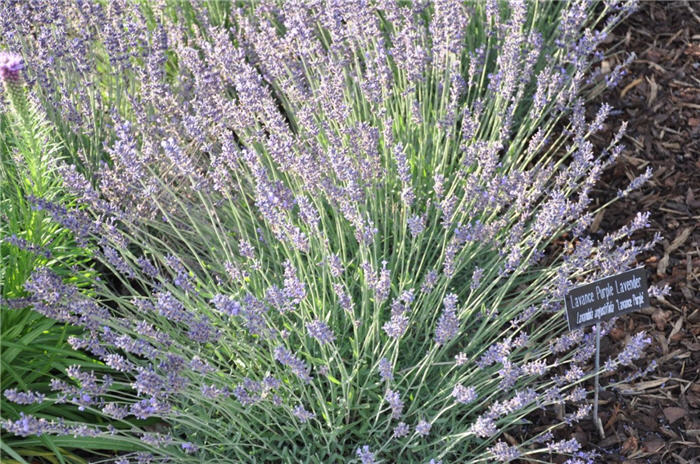 Plant photo of: Lavandula angustifolia 'Lavance Purple'