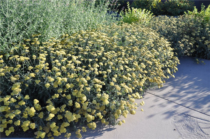 Plant photo of: Achillea 'Moonshine'