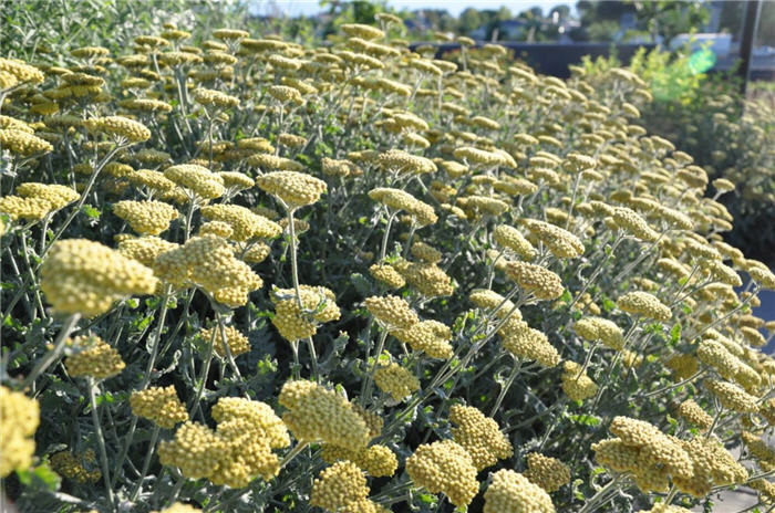 Plant photo of: Achillea 'Moonshine'
