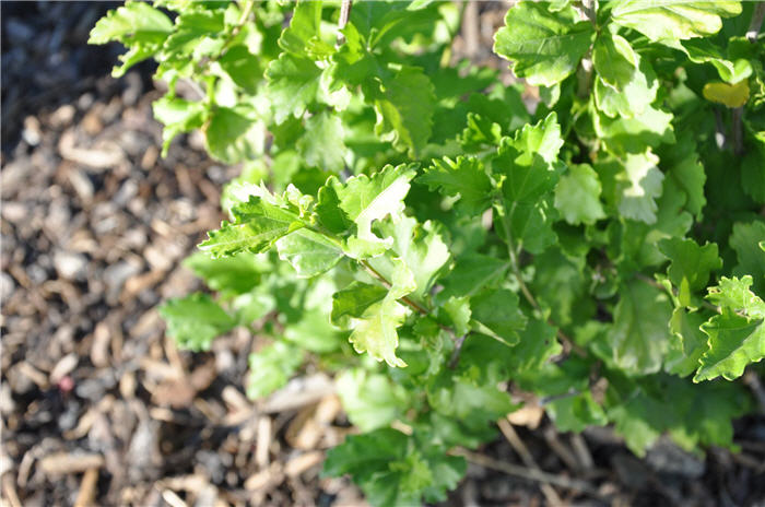Plant photo of: Hibiscus syriacus 'Diana'