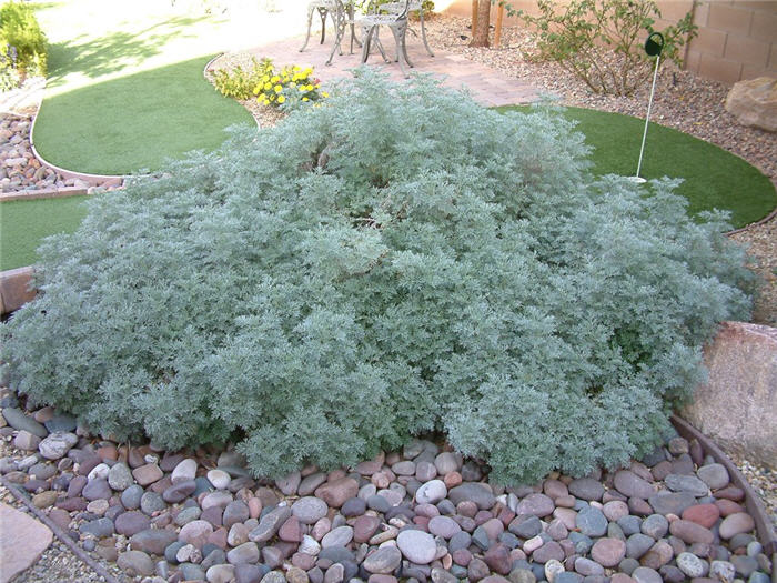 Plant photo of: Artemisia 'Powis Castle'