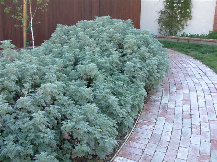 Plant photo of: Artemisia 'Powis Castle'