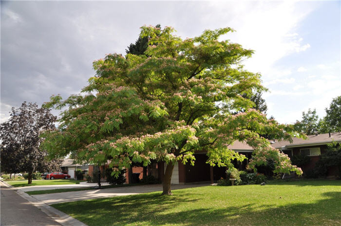 Plant photo of: Albizia julibrissin