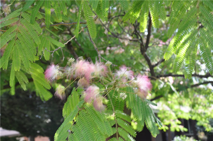 Plant photo of: Albizia julibrissin