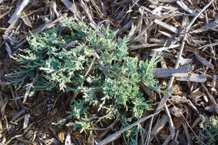 Plant photo of: Juniperus horizontalis 'Wiltoni'