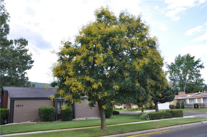 Plant photo of: Koelreuteria paniculata