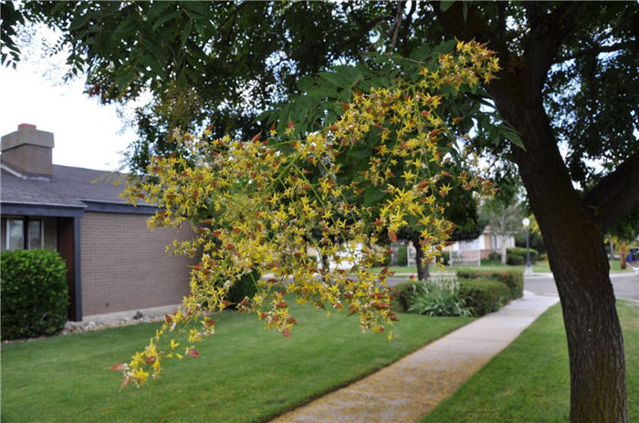 Plant photo of: Koelreuteria paniculata