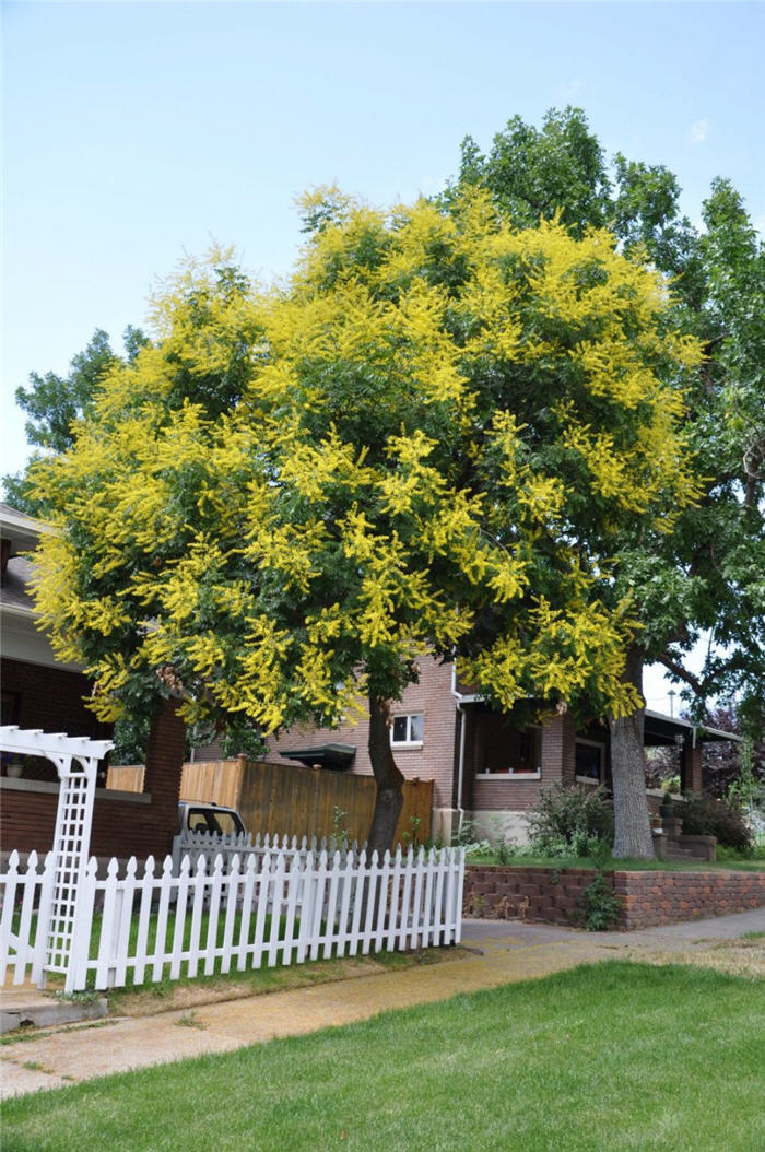 Plant photo of: Koelreuteria paniculata