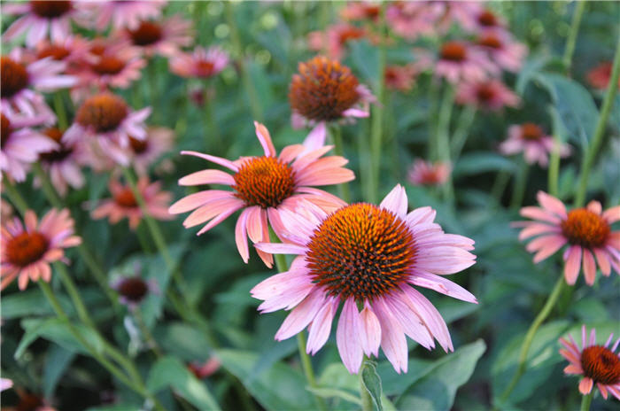 Plant photo of: Echinacea purpurea