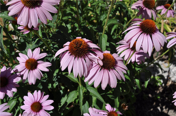 Plant photo of: Echinacea purpurea