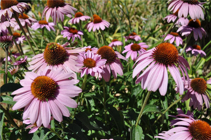 Plant photo of: Echinacea purpurea