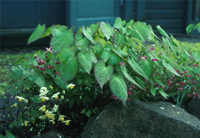 Plant photo of: Epimedium x rubrum