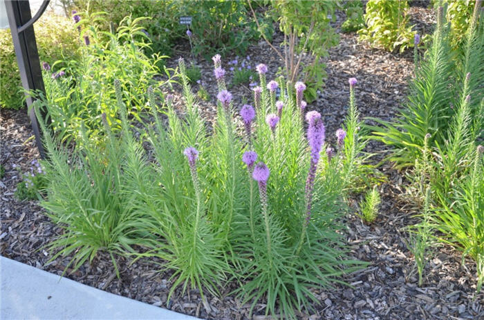 Plant photo of: Liatris spicata