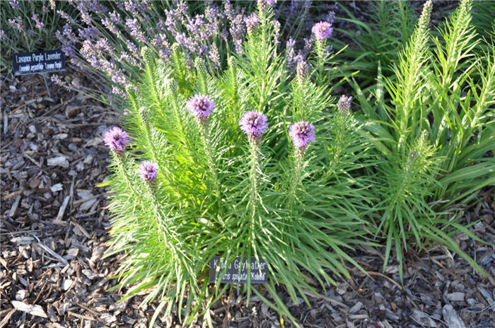 Plant photo of: Liatris spicata