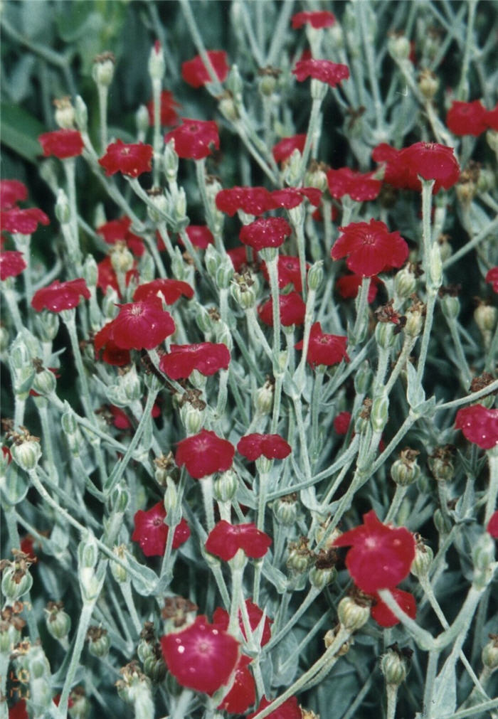 Plant photo of: Lychnis coronaria