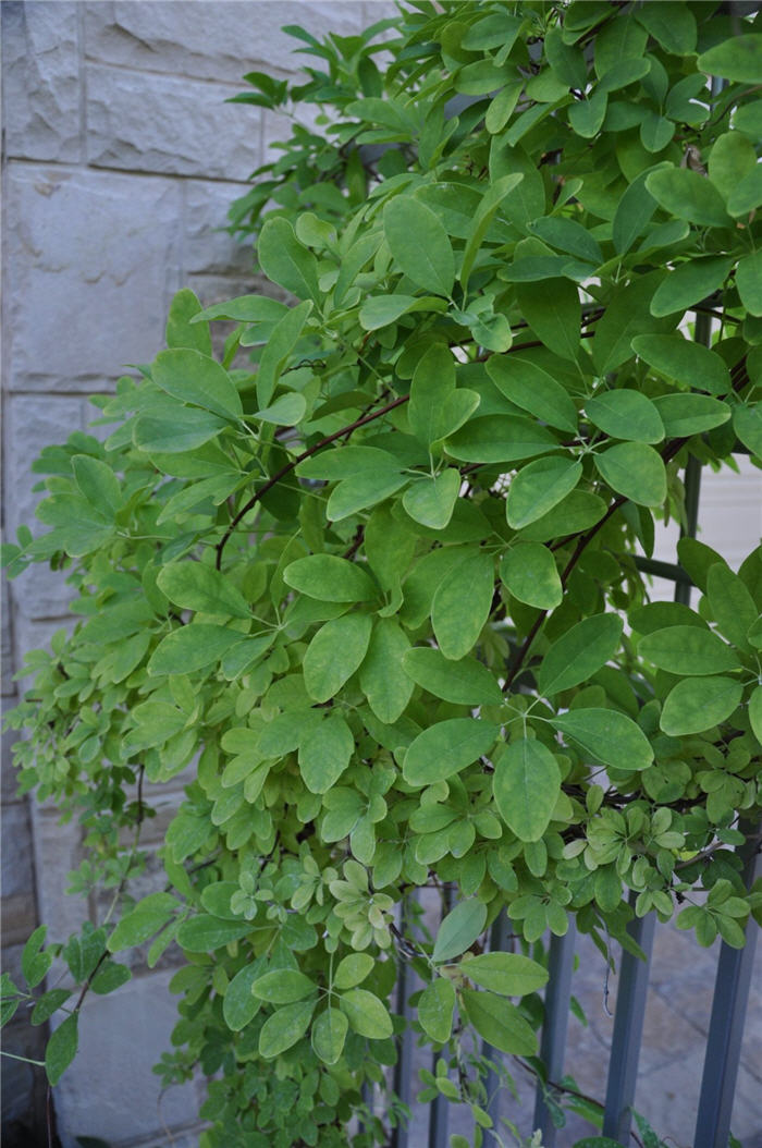 Plant photo of: Lonicera japonica 'Halliana'