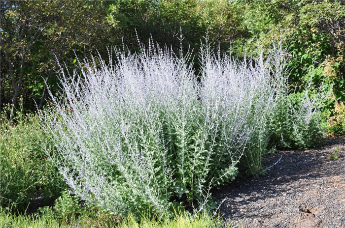 Plant photo of: Perovskia atriplicifolia