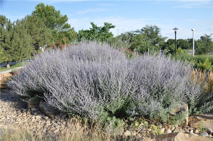 Plant photo of: Perovskia atriplicifolia